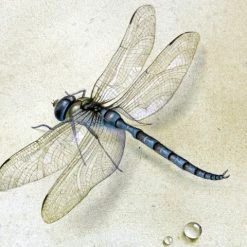 Wholesale 🔥 FlekmanArt Tile Mural Hub Tile Mural Dragonfly By Fedor Tolstoy Water Drop Dew, 6"x8", Matte ⌛